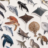 Baprile Marine Life koleksiyonu yunus balina deniz kaplumbağası vatoz sticker paketi 30 adet suya dayanıklı parlak vinil
