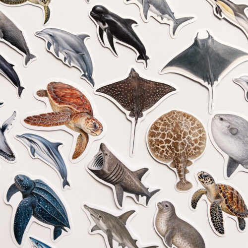 site-marinelife3-3