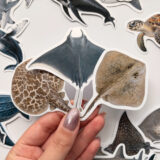 Baprile Marine Life koleksiyonu yunus balina deniz kaplumbağası vatoz sticker paketi 30 adet suya dayanıklı parlak vinil