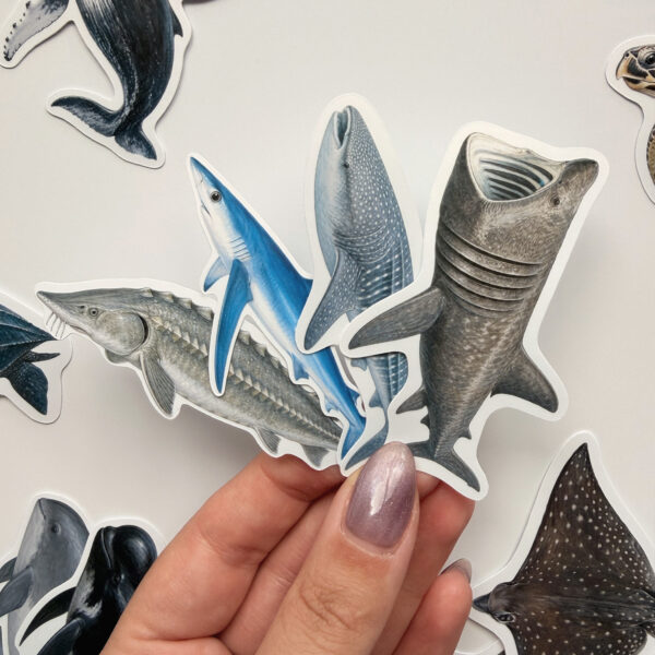 Yunuslar, Balinalar, Deniz Kaplumbağaları, Vatozlar 30 Adet Sticker Paketi Suya Dayanıklı Laptop Termos Telefon Etiket Seti