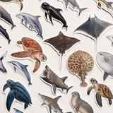 Baprile Marine Life 30 adet deniz canlısı sticker paketi