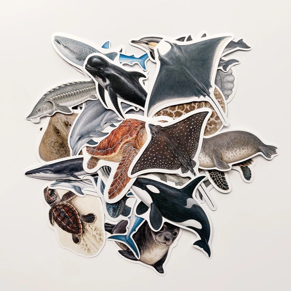 Baprile Marine Life 30 adet deniz canlısı sticker paketi