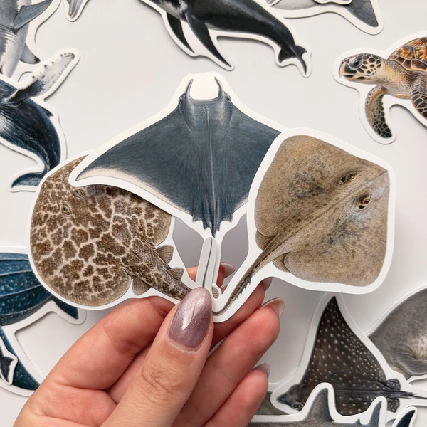 Baprile Marine Life 30 adet deniz canlısı sticker paketi