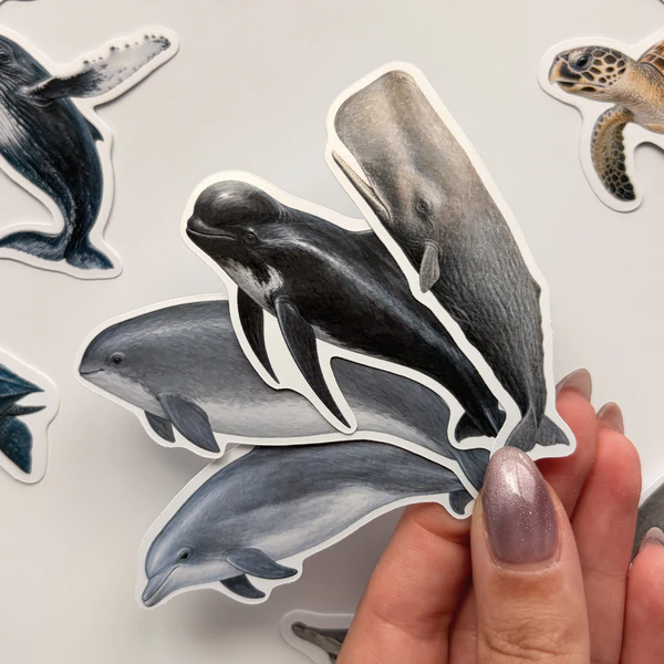 Baprile Marine Life 30 adet deniz canlısı sticker paketi