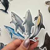 Baprile Marine Life 30 adet deniz canlısı sticker paketi